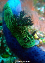 I found this Nembrotha kubaryana somewhere in the Komodo ... by Matt Schafer 